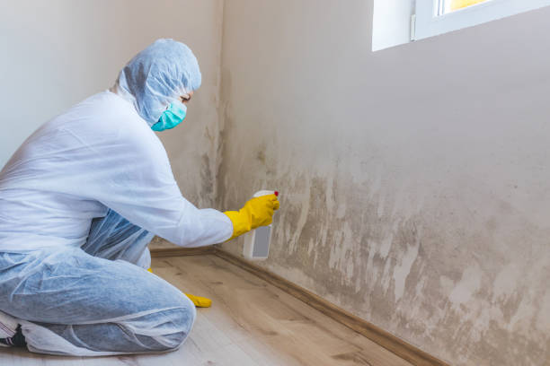 Licensed Mold Testing service in Levering, MI - WQB Mold Removal