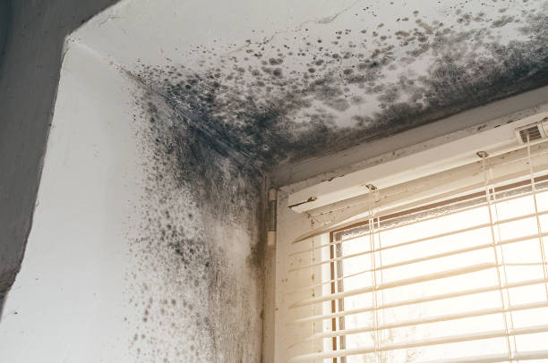 Affordable Mold Testing solutions in Levering, MI