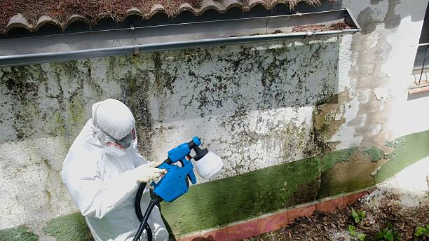 Top rated local Mold Testing specialists in Levering, MI